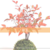 可愛い苔玉に癒されるミニ盆栽苔玉のあるインテリア空間に！部屋で四季を楽しむミニ植物